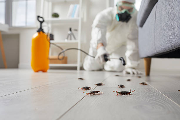 Commercial Rodent Management in Jackson